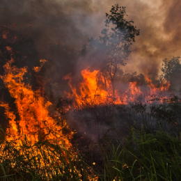 Palma, deforestazione e roghi: Indonesia peggior inquinatore del 2015