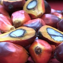 Autorit&#224; europea sicurezza alimentare: olio di palma pu&#242; avere effetti tossici e cancerogeni