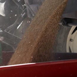 Report Extra. Falso grano biologico finisce sugli scaffali di Coop e Esselunga